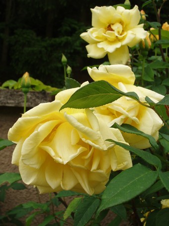 Rose jaune à Andlau, en alsace